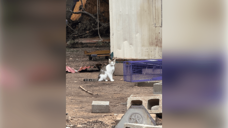 Best Friends to fly 125 pets out of flood-impacted areas in Texas, 75 coming to Utah