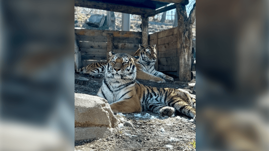 PHOTOS: Amur tigers share enclosure at Hogle Zoo for first time as keepers look to breed them