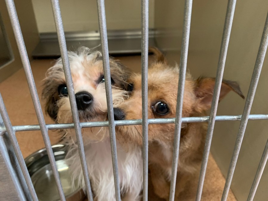 Ogden man facing more than 600 charges related to animal abuse