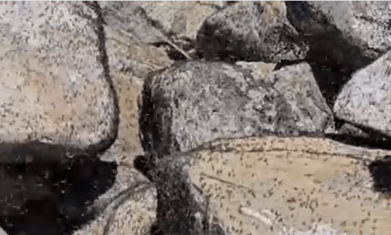 Brine flies make their home at the Great Salt Lake