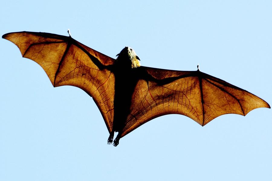 A bat in Morgan County has tested positive for rabies, health officials warn
