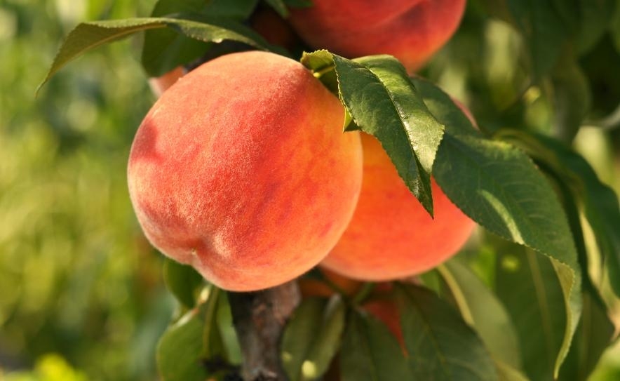 Brigham City Peach Days vendor restricted from selling beverages