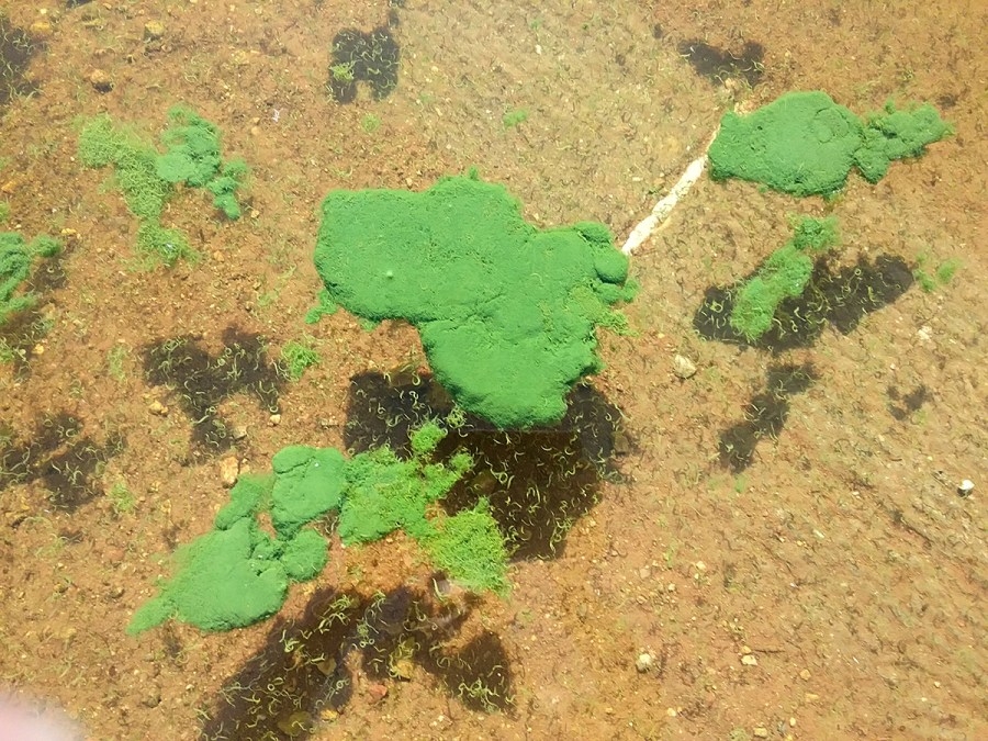 Harmful algae blooms pop up in Utah Lake, Zion National Park