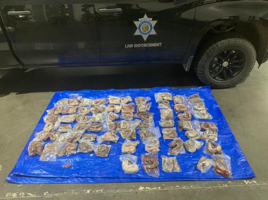 Placer County man sentenced for illegally selling Pacific lamprey