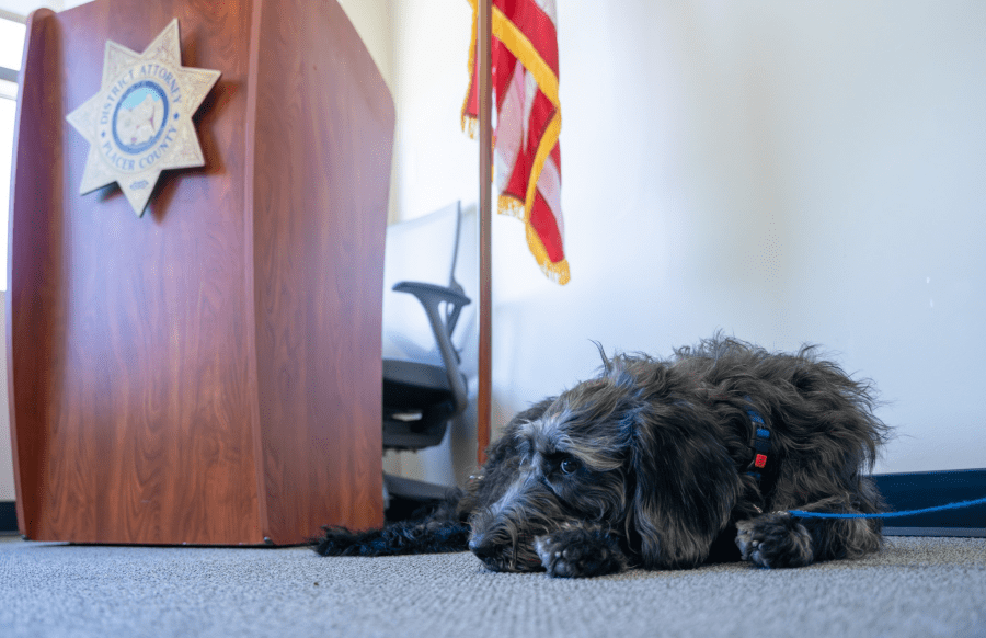 Meet Toast: Placer County DA welcomes its first court support dog to the team