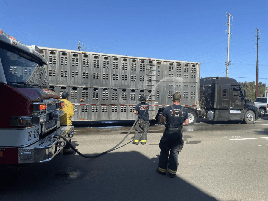El Dorado Hills FD hoses down cows after truck breakdown in the sun