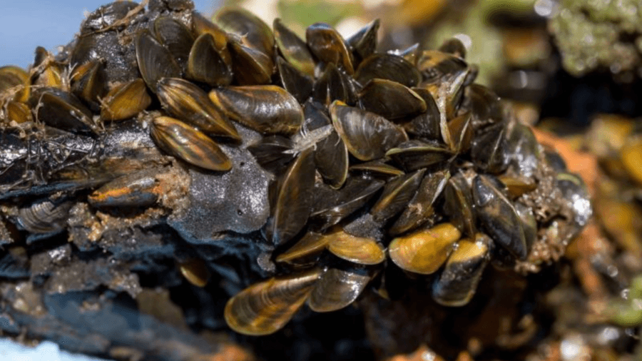 Rep. Josh Harder announces legislation to stop invasion of 'stinky' golden mussels