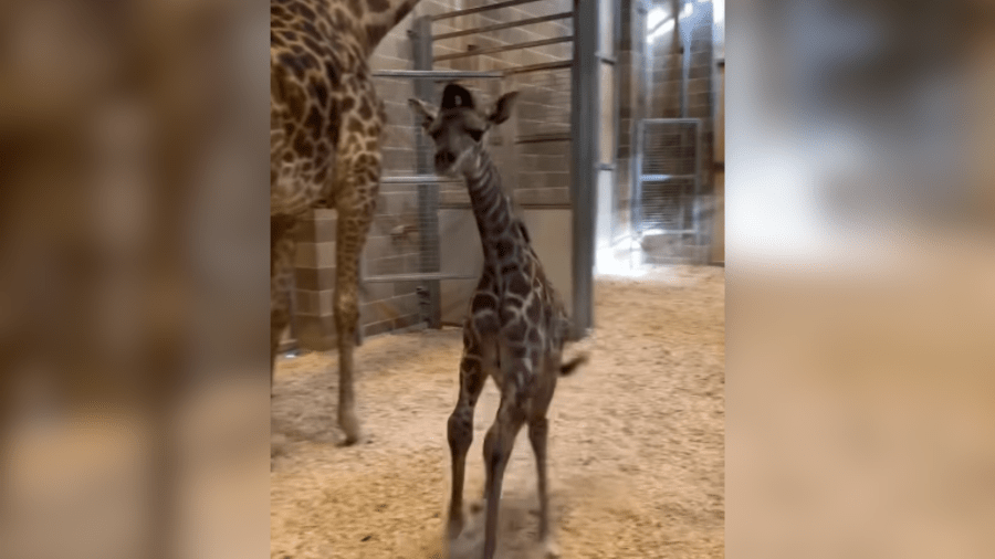 Sacramento Zoo welcomes newborn giraffe to the herd