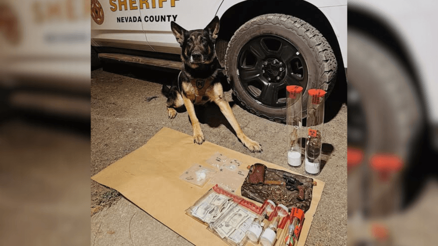 Nevada County Sheriff's Office K9 helps seize narcotics and a firearm in Grass Valley