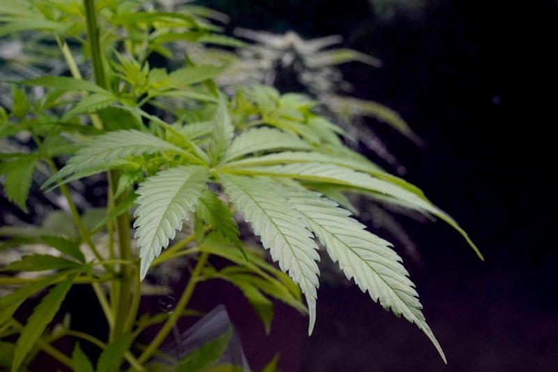 City receives millions in state funding for equity in cannabis industry