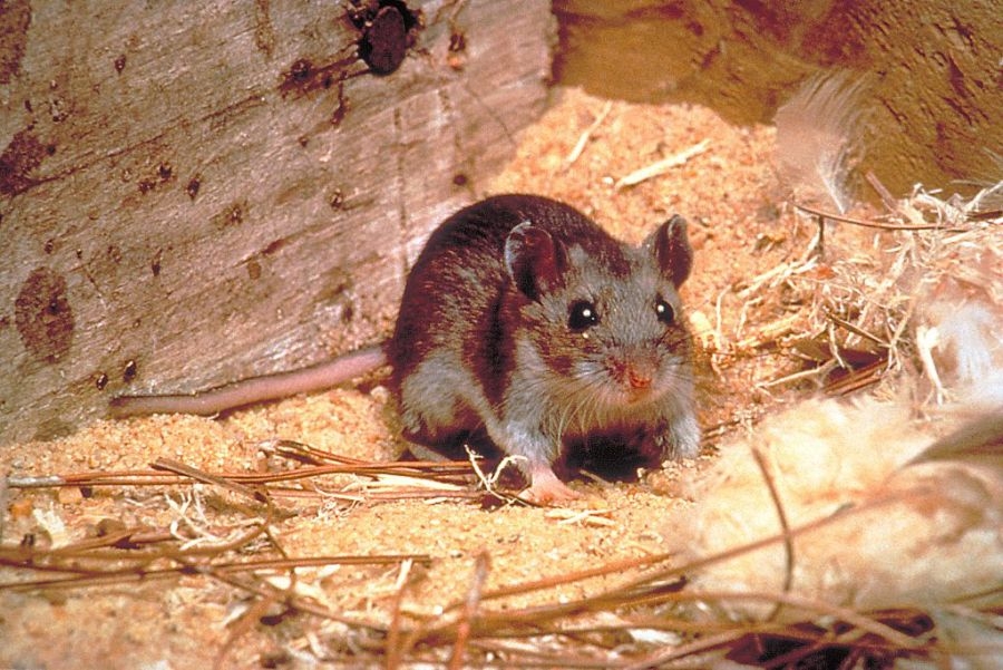 3 dead of hantavirus in Mono County