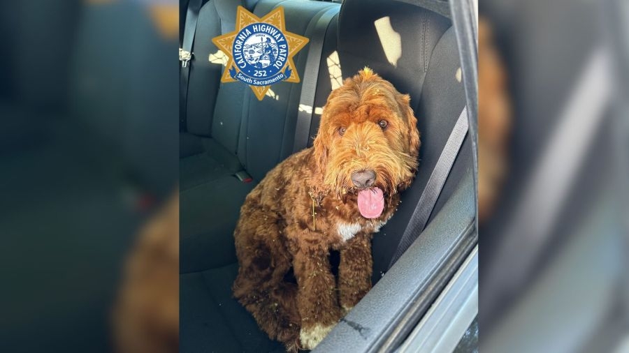 Police seek owner of Labradoodle rescued from Interstate I-5 in Northern California