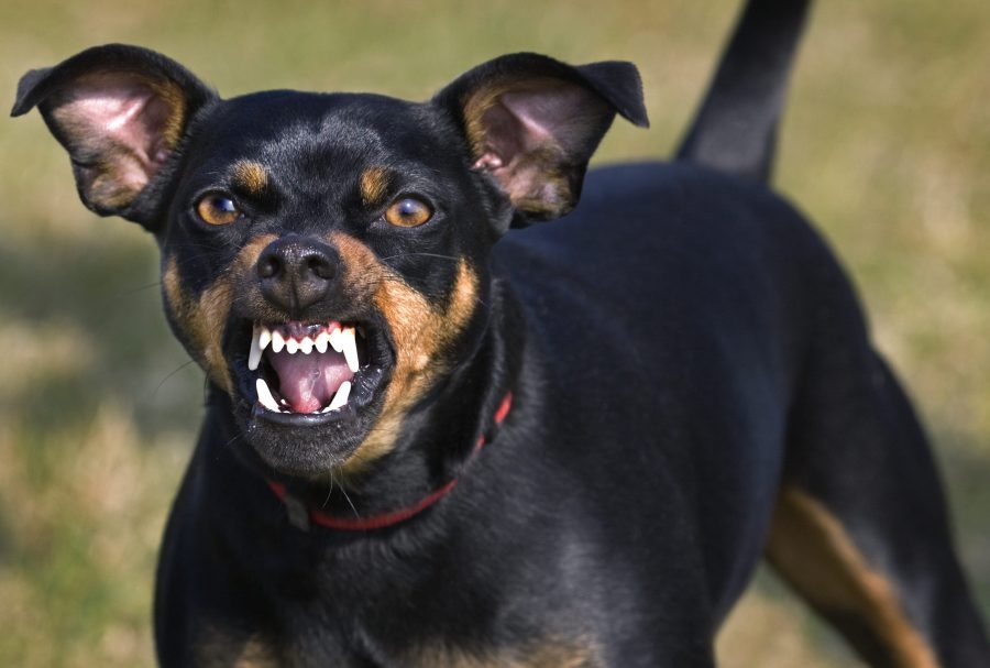 Sacramento ranked 16th worst city for postal service dog attacks: What to do to ensure the safety of others