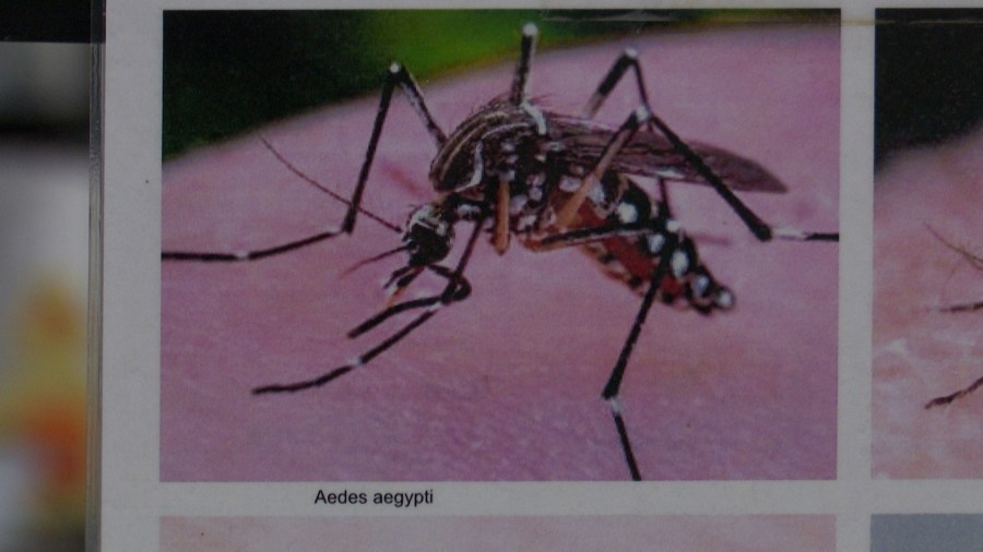 New invasive mosquito pilot program launching in July