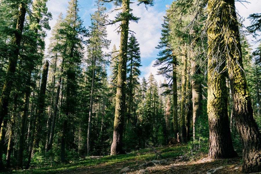 Tahoe National Forest seeks public feedback on multiple projects