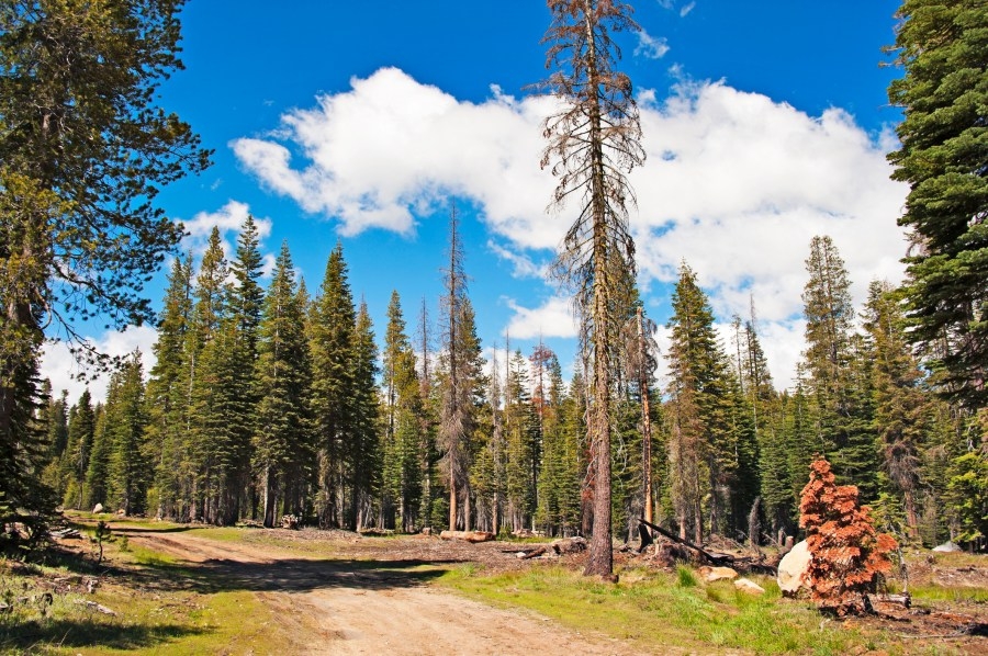 Logging company to pay $200k to settle 2021 El Dorado County wildfire claim