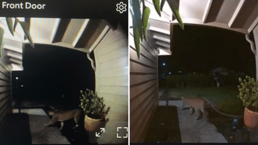 Mountain lion caught on Fairfield doorbell Ring camera