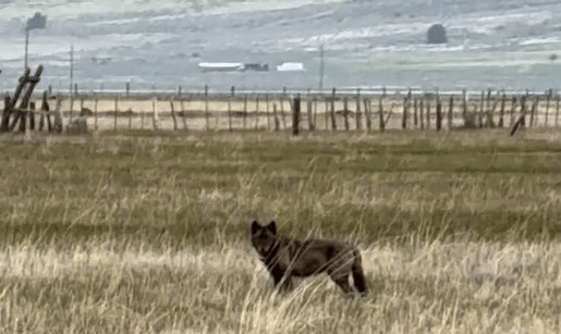 CDFW Releases New Wolf Map