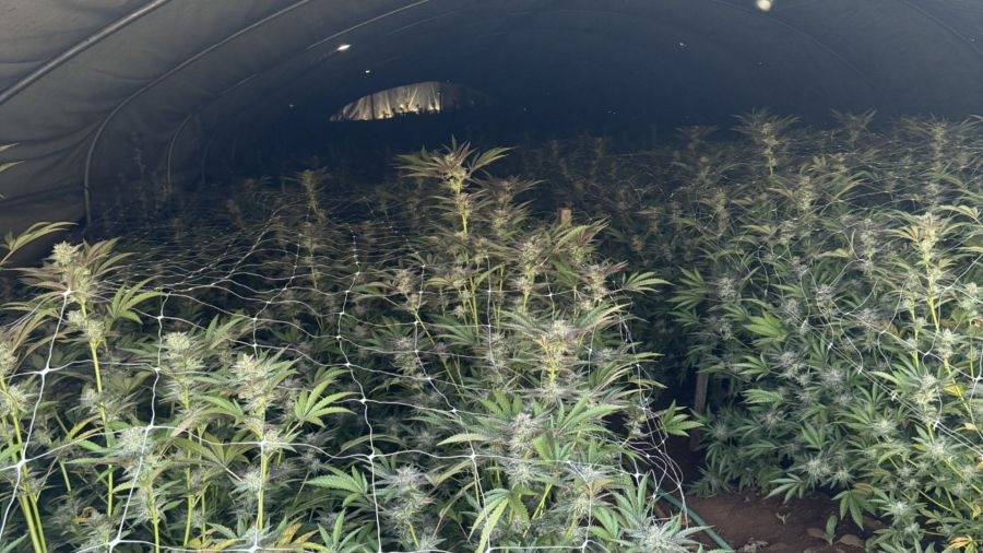Deputies seize nearly 7,000 marijuana plants in Northern California drug bust