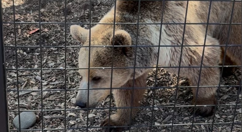 Here's how to vote on Folsom City Zoo's new bear's name