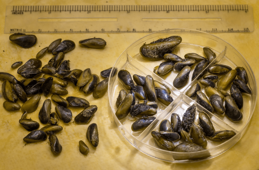 Lake Tahoe inspectors find golden mussels in a boat in Alpine Meadows