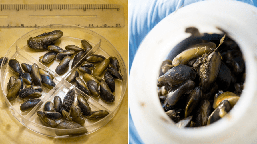 The Tahoe Regional Planning Agency updates Watercraft Inspection Program after discovery of aquatic invasive species