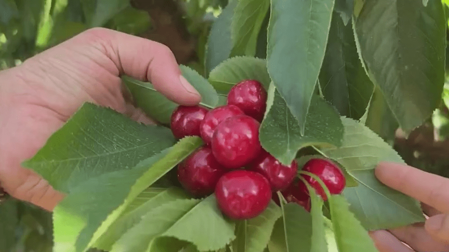 Josh Harder invests $3M to aid farmers amidst difficult harvest season