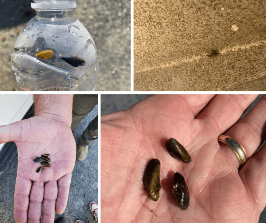 Golden mussel found on boat in Folsom Lake State Recreation Area