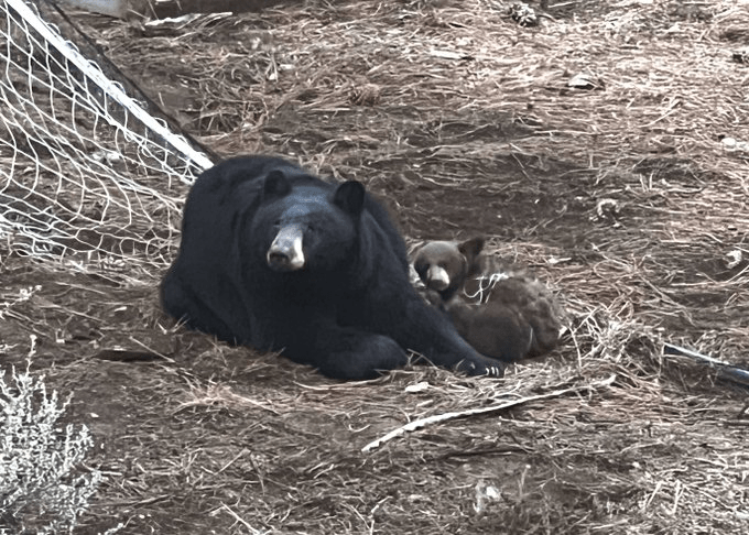 Wildlife officers free bear cub tangled in Tahoe soccer net