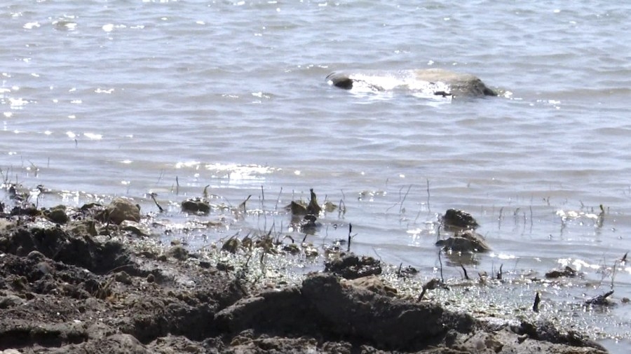 Water Safety Tips as Local Lake Levels Rise