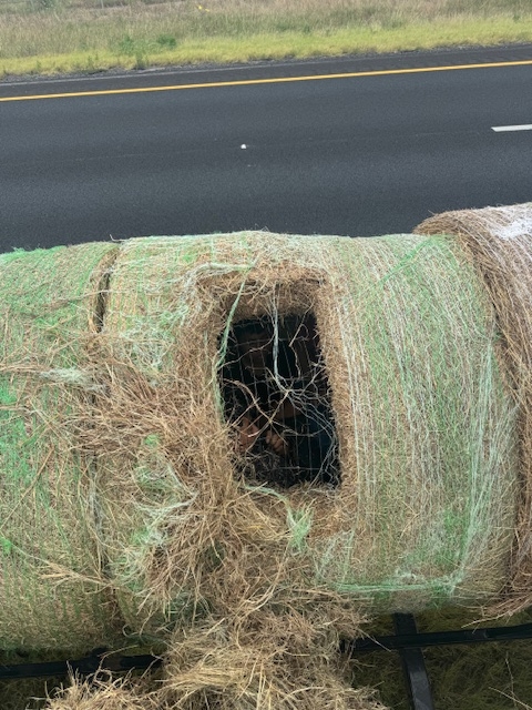 Undocumented aliens found inside altered hay bales
