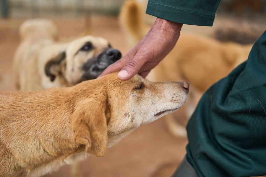 Bring Your Furry Friends to Woodway Dog Day!