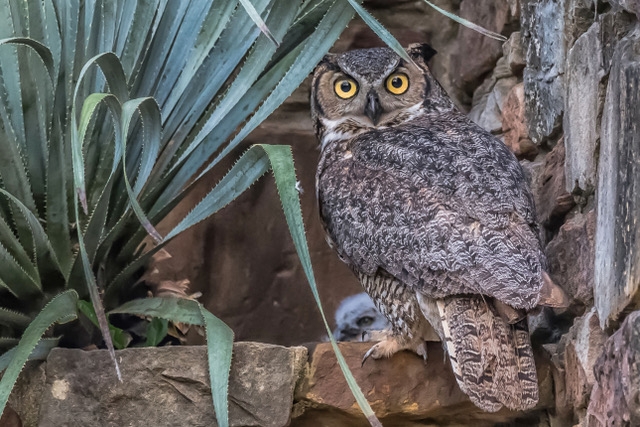 Athena the Owl named Austin's official owl ambassador