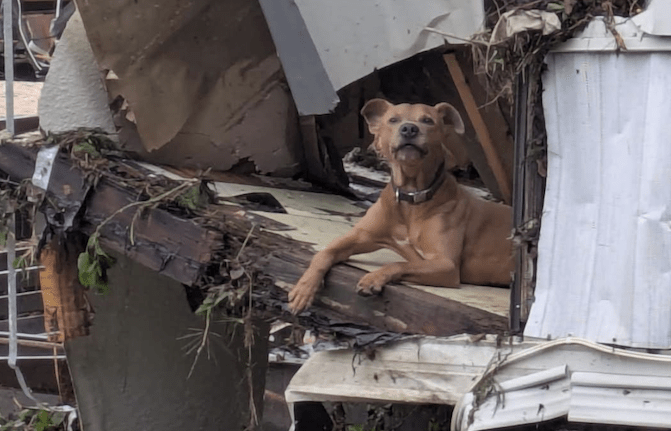 How to help reunite missing pets after the Independence Day Floods