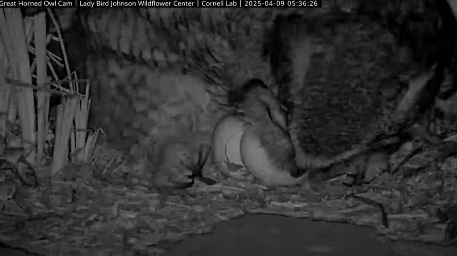 Athena's owl cam captures egg cracking, owlet breaking free at Lady Bird Johnson Wildflower Center