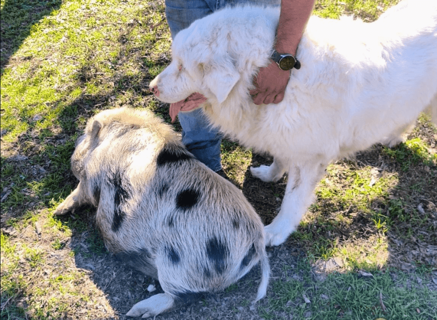 Move over, ‘Homeward Bound': Blind dog, pig reunited with Texas owner