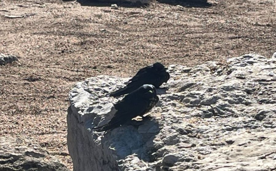 Bird deaths in Pflugerville caused by cold temperatures, TPWD says