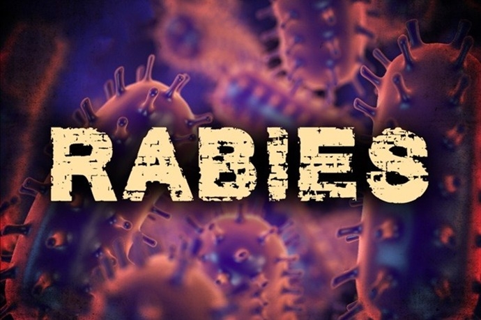 Fox tests positive for rabies in Wimberley community, HCSO says