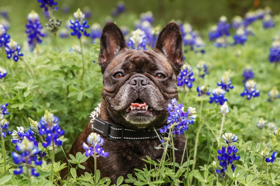 Wildflower Center releases spring flower forecast