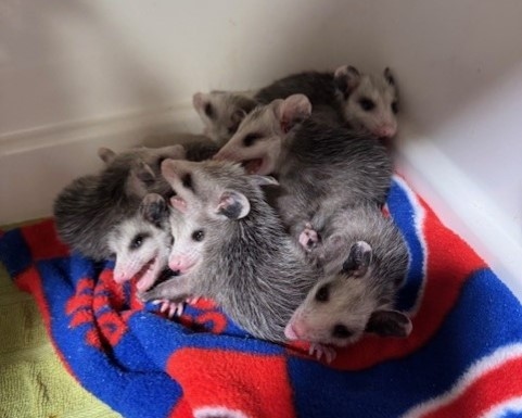 Georgetown wildlife rehab caring for more than 500 animals, many taken in after Texas floods
