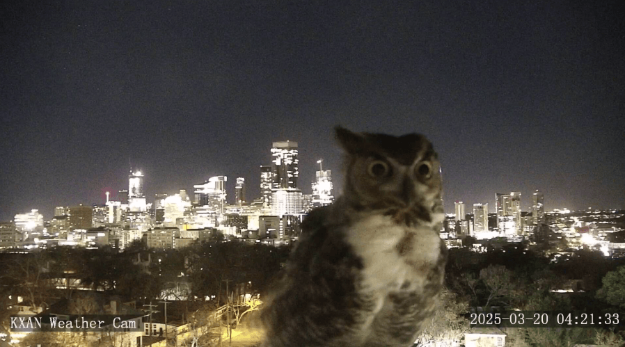 Owl visits KXAN studio. Could it be an omen, or is it looking for love? Maybe both