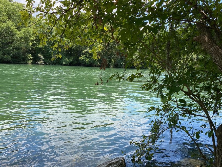 Algae popping up in waterways again; why it happens, how to protect yourself, pets from toxins