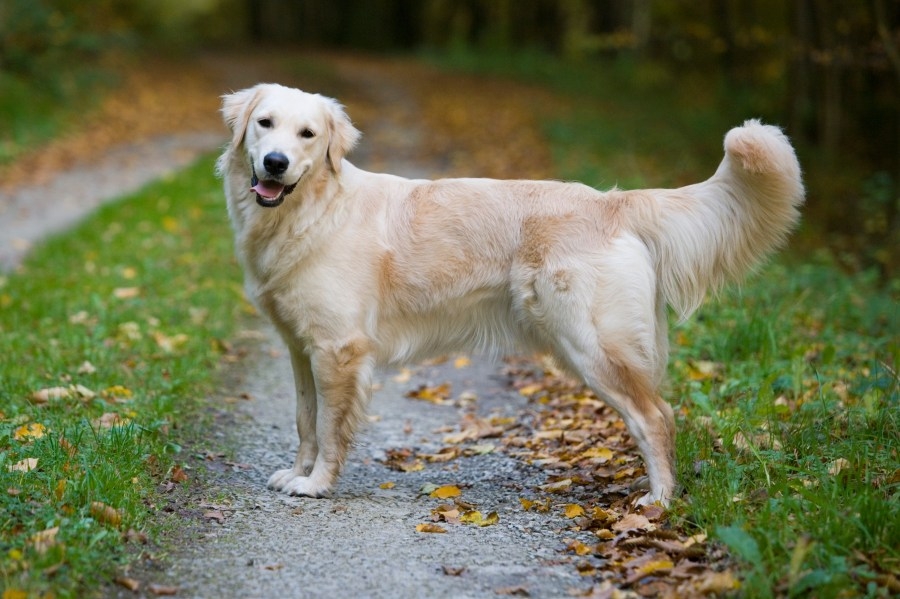 How to keep your pet safe during tick season