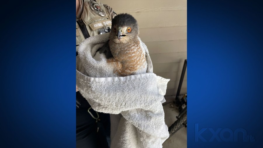 Meet Talonted, a Cooper's Hawk rescued in Leander