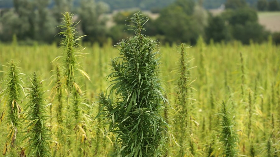 Texas House signals it will ban THC products, exceptions for Compassionate Use Program