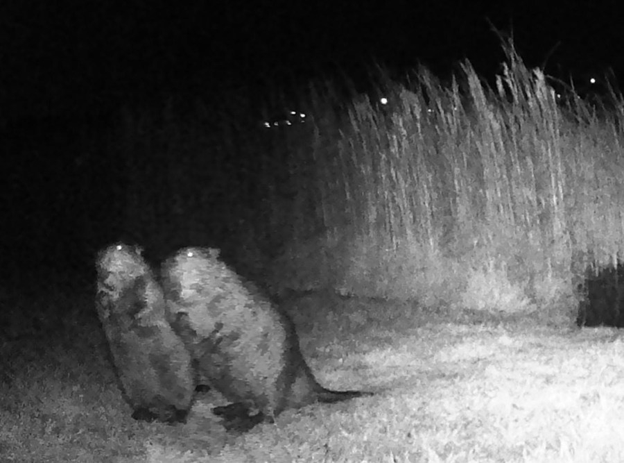 Manor neighbors fight beaver eviction