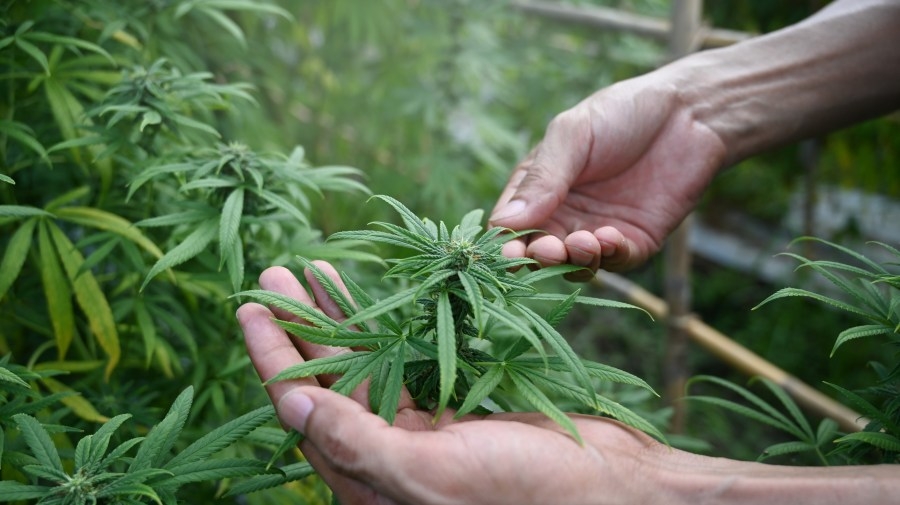 State of Texas: THC ban approved amid push to expand medical cannabis program