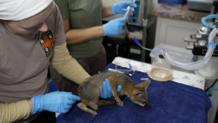 Wildlife rescue shelter takes in over 200 animals following Independence Day floods