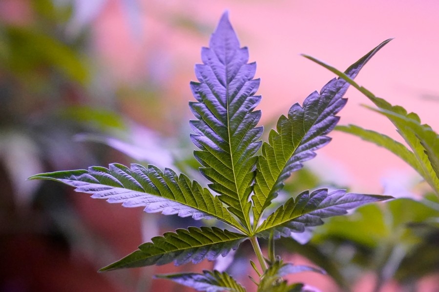Appellate court finds San Marcos voter-approved marijuana ordinance unlawul