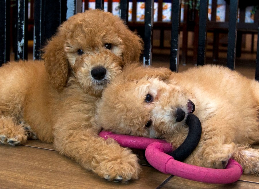 Pair of bills would crack down on sale of dogs, cats in outdoor public spaces in Texas
